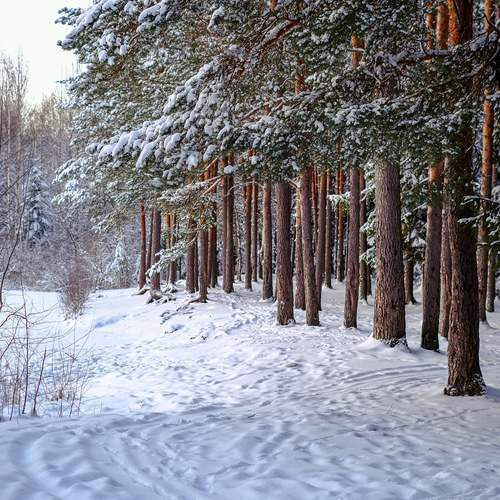 Photo #11797083