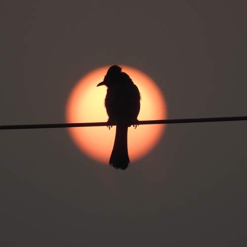 Photo #11797119