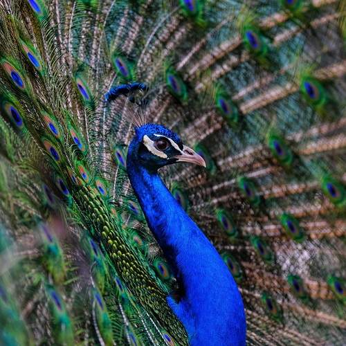 Photo #11797146