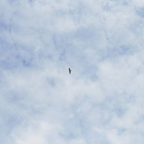 Photo #11797183