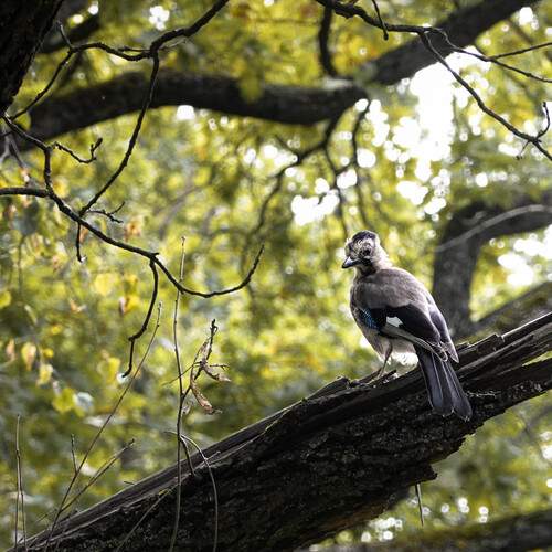 Photo #11797295
