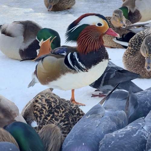 Photo #11797325