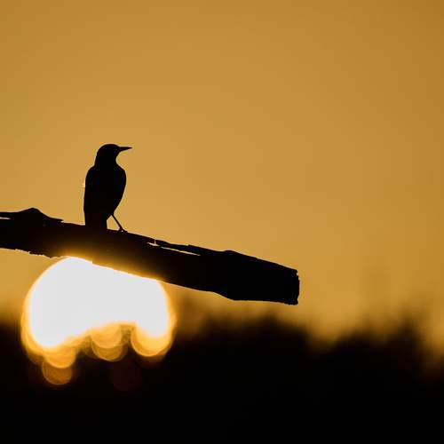 Фотография #11798148