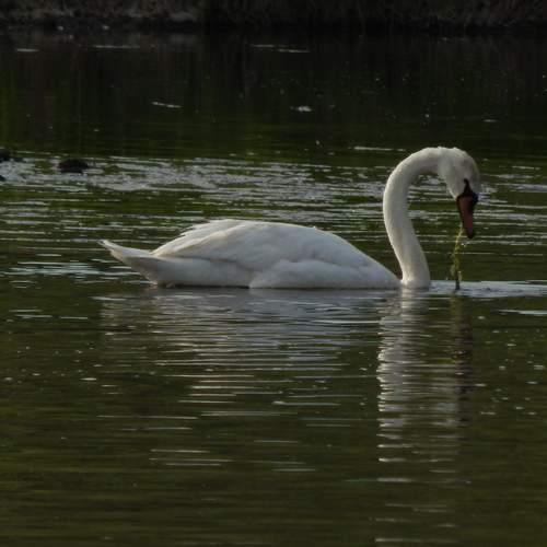 Photo #11798440