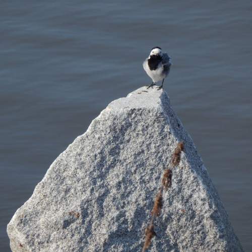 Photo #11798444