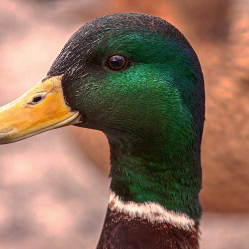 Photo #11798450
