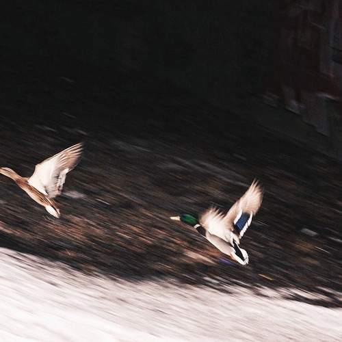Photo #11798451