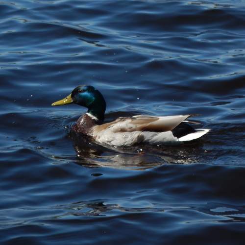 Photo #11798539