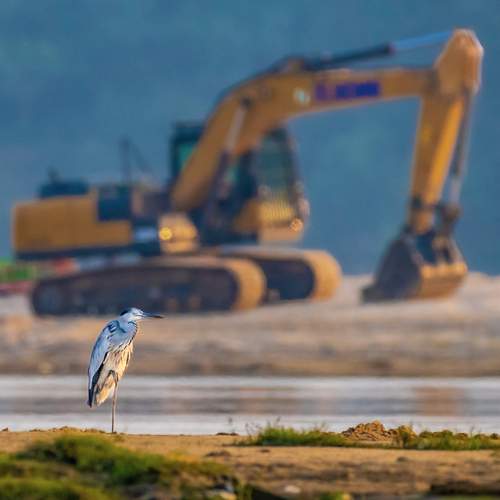 Facing Habitat Crisis in Urban Jungle