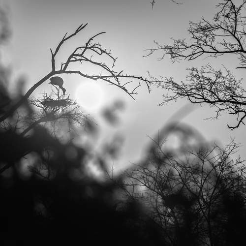 Photo #11799143