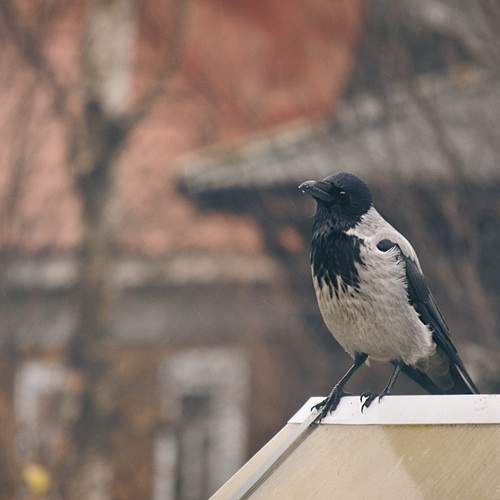 Photo #11799404
