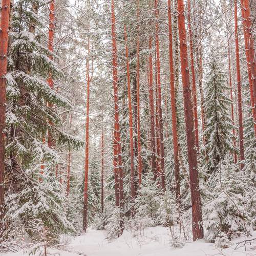 Photo #11799430