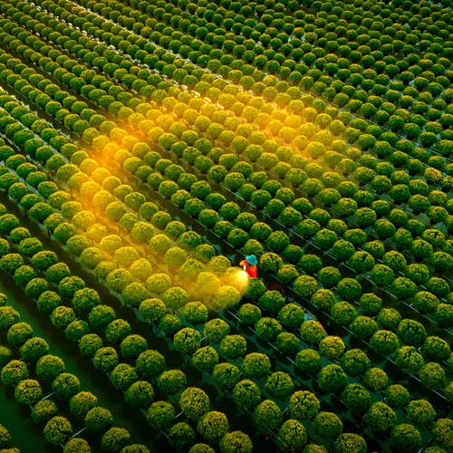 Watering For Tet's Flower