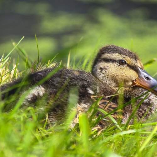 Утёнок