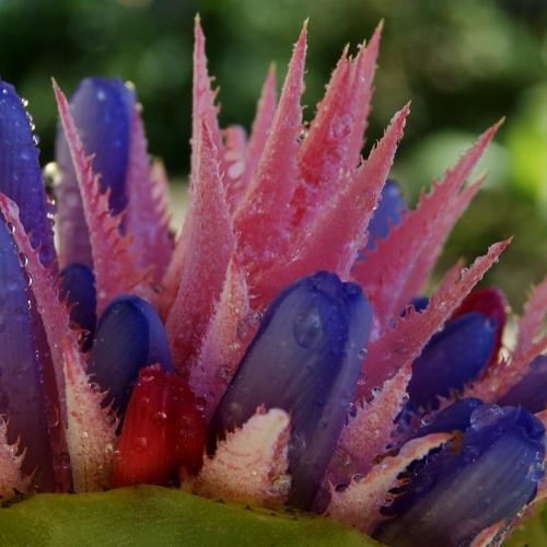 flor de bromelia