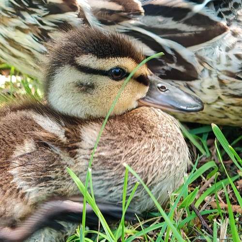 Photo #11800139
