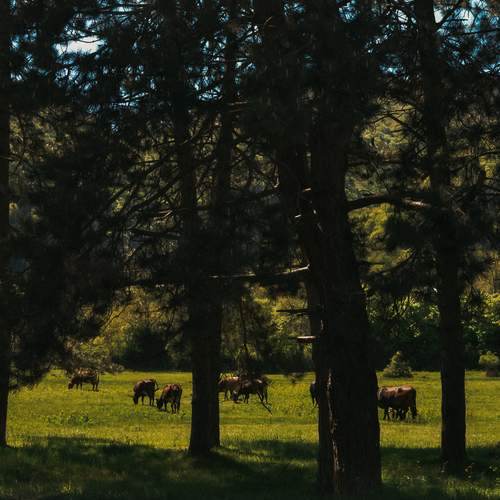 Photo #11800567