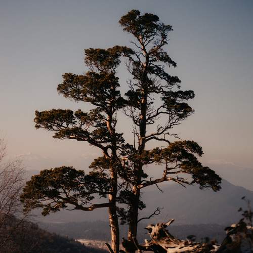 Photo #11800576