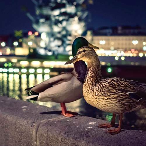 Photo #11800930