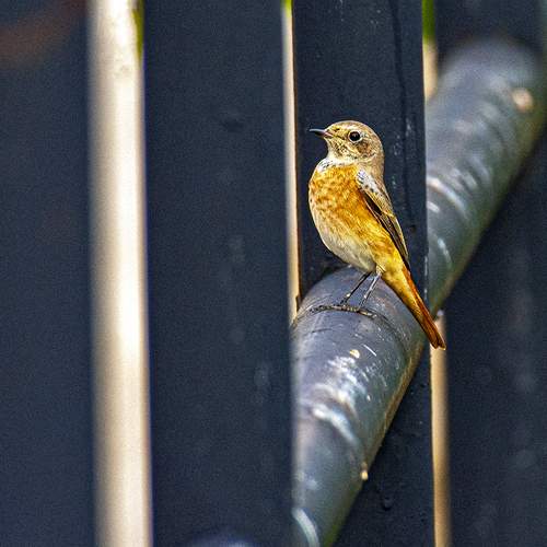 Photo #11801261