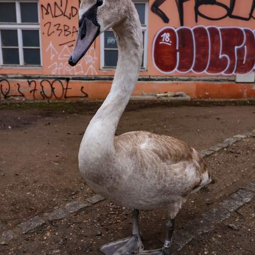 Photo #11801287
