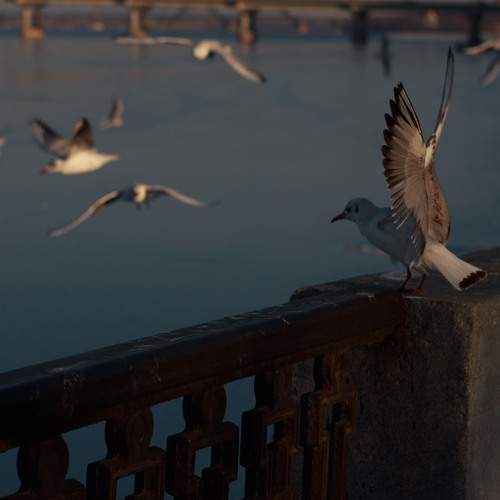 Photo #11801354