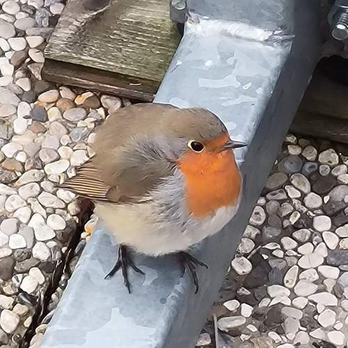 Bird in the city