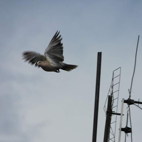 Photo #11801681