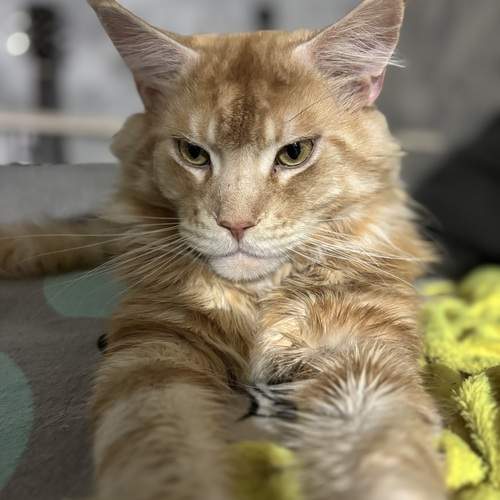 Photo #11801781