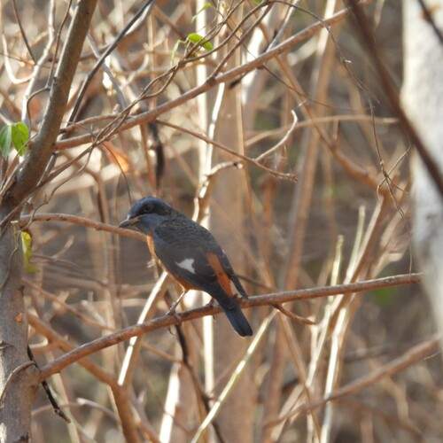 Bird noticed( blue thrush bird)