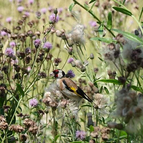 Photo #11801943