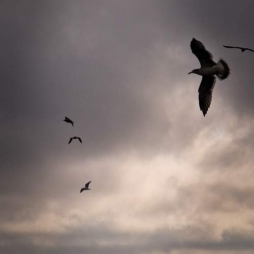 Photo #11801998