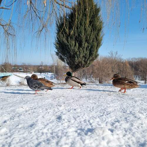 Photo #11802036