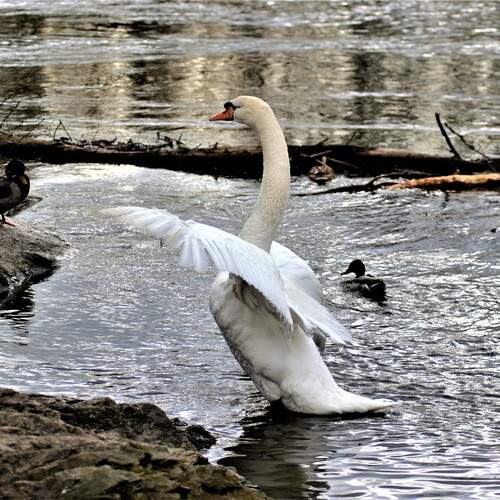 Photo #11802187