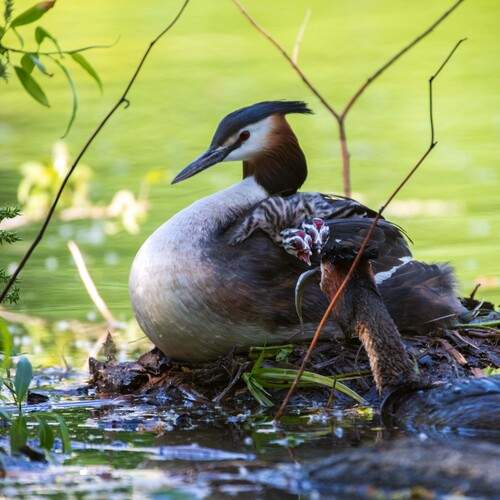 Семейство чомг