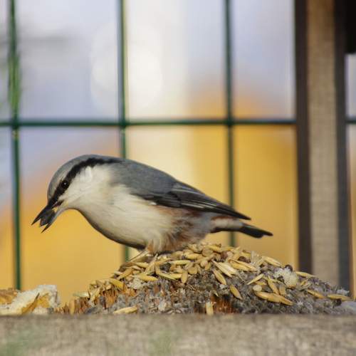Photo #11803009