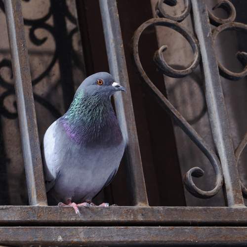 Photo #11803106