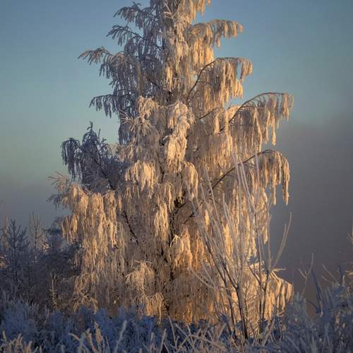 Photo #11803114