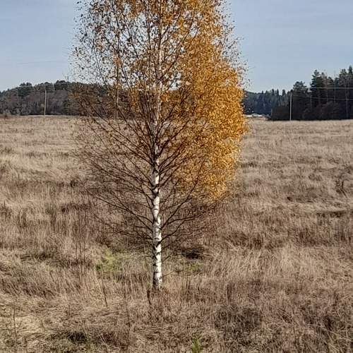 Photo #11803182