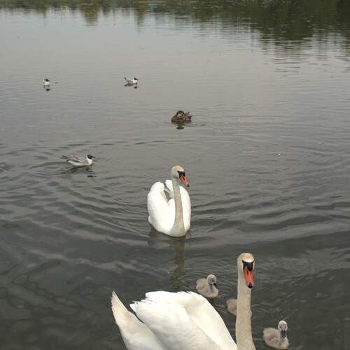 Photo #11803539