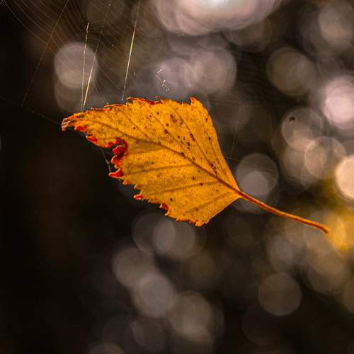 Photo #11803777