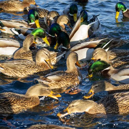 Утки! Много уток!