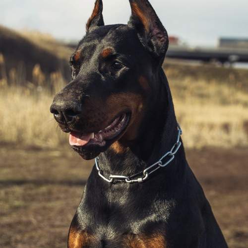 Photo #11804783