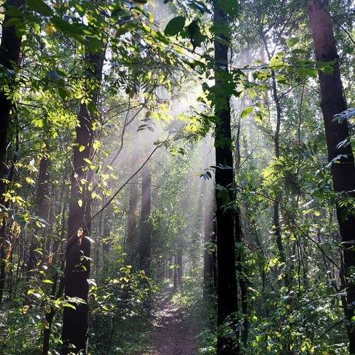 Photo #11804793