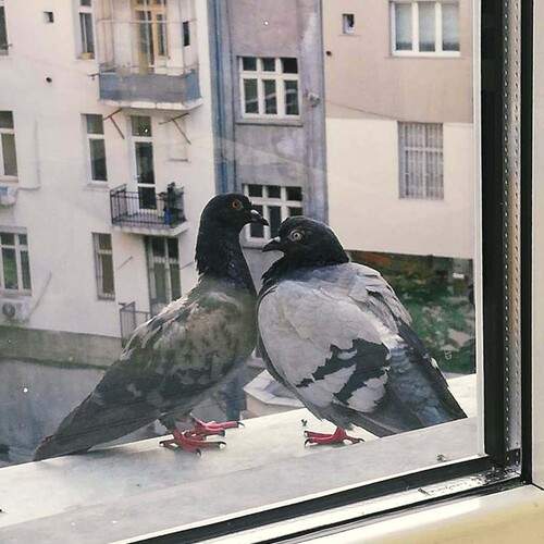 Photo #11804855