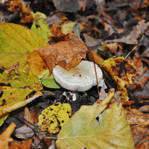 Photo #11805179