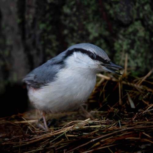Photo #11805797