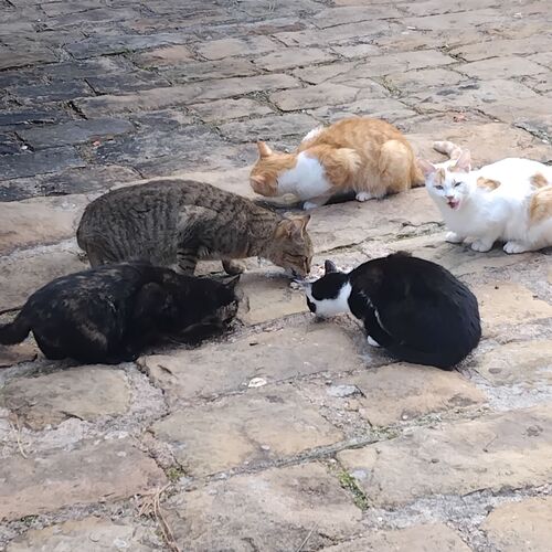 Photo #11805973