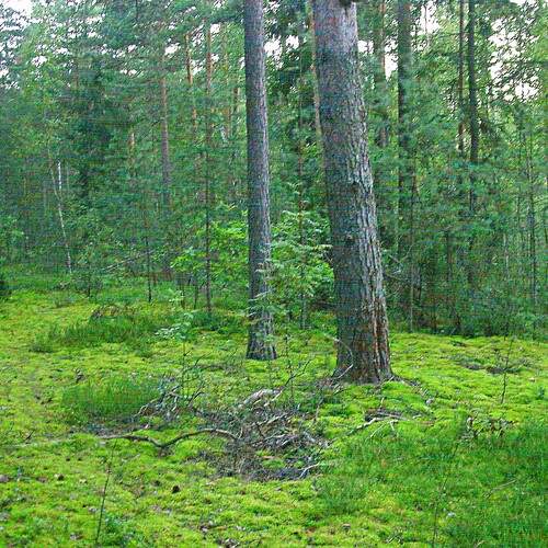 Photo #11806221