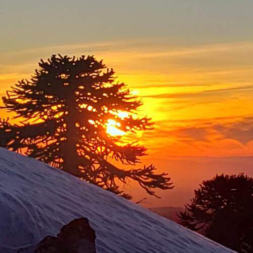 Araucaria al Atardecer
